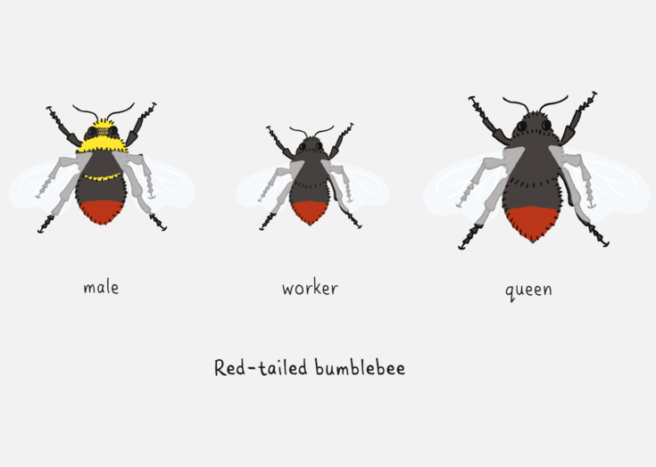 How To Identify Bumblebees | The Wildlife Trusts